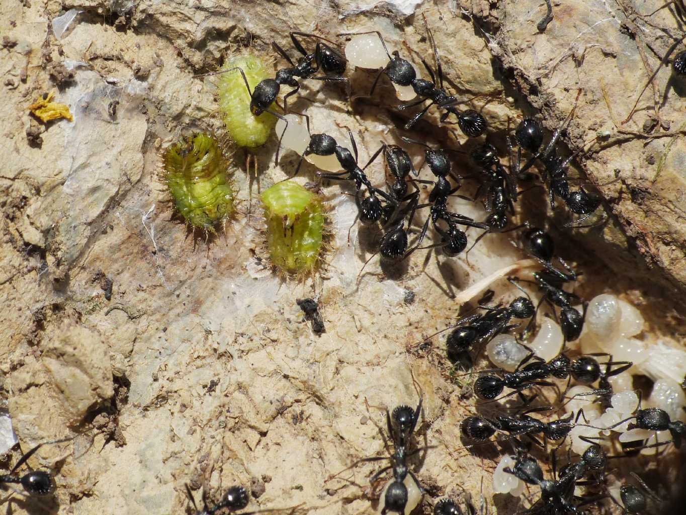 Formiche Aphaenogaster spinosa